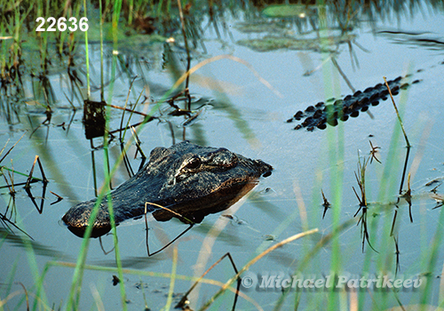 American Alligator (Alligator mississippiensis)